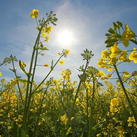 Nah Am Meer, Ruhige Lage, Gratis Nutzung Vom Ahoi Erlebnisbad Und Sauna In Sellin - Haus Buednerstube 5 Апартаменты